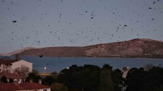 Tatvanda gökyüzü kargalarla karardı