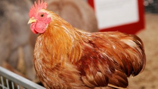 Tavuk Eti Üretimi Ağustosta Arttı, Yumurtada Düşüş Yaşandı