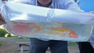 Taylandtan süs balıkları, Tokattan horoz, İstanbuldan kalkan balığı