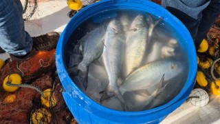 Tekirdağda ağlara takılan lüfer yüzleri güldürdü