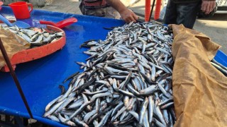 Tekirdağda hamsi ve sardalya 150 liradan alıcı buluyor