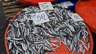 Tekirdağda hamsinin kilosu 50 liraya kadar düştü