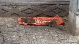 Tekirdağda vatandaşlar tedirgin: Fareler sokakları bastı