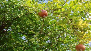 Tescilli Kuytucak narında hasat başladı