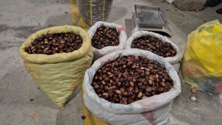 Tescilli lezzet pazara indi: Düzcenin coğrafi işaretli kuzu kestanesi tezgahlardaki yerini aldı