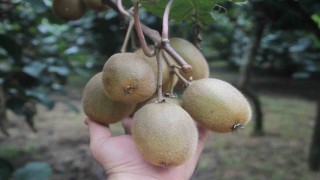 Tescilli Ordu kivisinde rekolte yarıya düştü