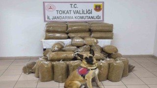Tokatta 340 kilo kaçak tütün ele geçirildi