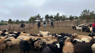 Tokatta çobanlara hayvan sağlığı eğitimi