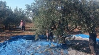 Toprakkale’de Zeytin Hasadı Başladı