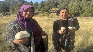 Toroslarda yağmurla birlikte mantar sezonu açıldı