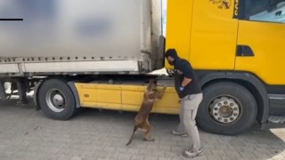 Tosyada tıra zulalanmış uyuşturucu ele geçirildi: 1 tutuklama