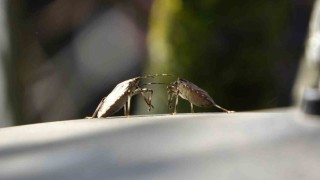 Trabzonda kahverengi kokarca alarmı