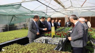 Trabzonun Akçaabat ilçesinde tarımsal üretime destek sürüyor