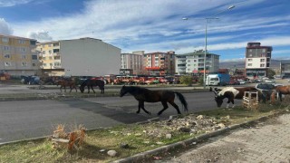 Trafikte başıboş atlar tehlike saçmaya devam ediyor
