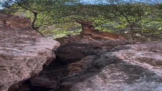 Tuncelide dağ keçileri yerleşim yerlerine kadar indi