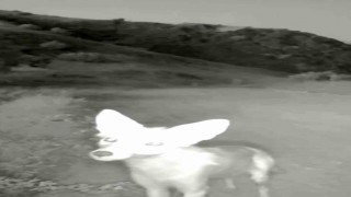 Tuncelide yaban hayatı kameraya yansıdı