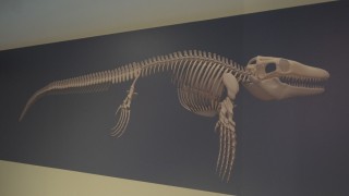 Türk profesör, Asyada ilk kez keşfedilen denizlerin dinozorunu anlattı