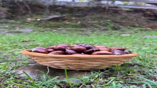 Türkelide kestane sezonunda vatandaşlar ormana akın etti