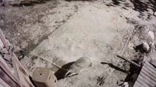 Türkiyede nadir görülen bal porsuğu ile sansar kameralarında