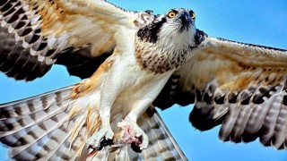 Türkiyede nadir görülen balık kartalı Bursada görüntülendi