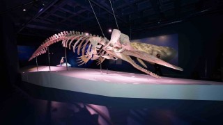 Türkiyenin ilk Balina iskeleti sergisi yoğun ilgi görmeye devam ediyor