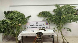 Uyuşturucu bitkisi eken şahıs jandarma tarafından yakalandı