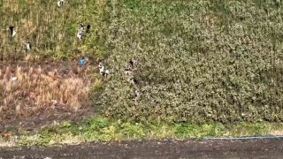 Uyuşturucu tarlasında bin 876 kök kenevir ele geçirildi: 3 tutuklama