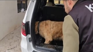 Üzümlü gümrük muhafaza ekiplerinden uyuşturucu operasyonu. Lüks otomobilde 60 kilogram metamfetamin ele geçirildi