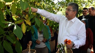 Vali Yılmaz, Kadın Çiftçilerle Ceviz Hasadı Yaptı