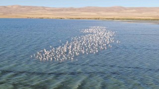 Van Gölü havzası flamingolarla renkleniyor