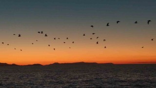 Van Gölü sahillerinde kuşların akşam göçü