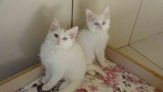 Van kedileri için ‘kırmızı alarm kaldırıldı