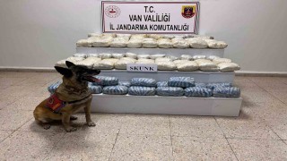 Vanda 47 kilo skunk ele geçirildi