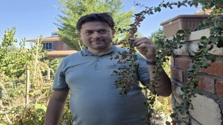 Vanda görevli doktor tropik meyve yetiştirdi