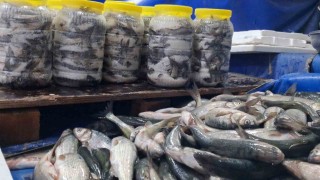 Vanda havaların soğumasıyla inci kefaline ilgi arttı