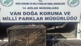 Vanda kafes avcılığı yapan şahsa 53 bin lira cezai işlem uygulanacak