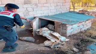 Vanda kurdu zincirle bağlayan şahsa 81 bin 355 TL para cezası