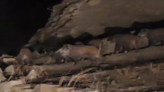 Vanda mahalleye inen domuz sürüsü görüntülendi