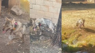 Vanda zincire vurulan kurt kurtarıldı