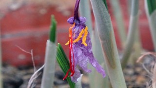 VANF Herbaryumunda safran koruma altında