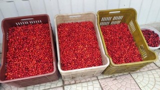 Vitamin deposu kızılcık tezgahlarda yerini aldı