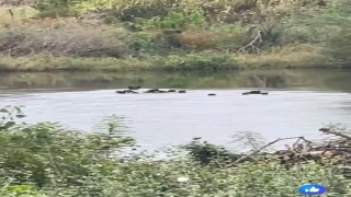 Yaban domuzları Meriç Nehri üzerinden Yunanistana geçti