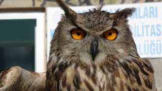 Yaban hayatın sessiz kahramanı: 9 ayda 500e yakın hayvana müdahale etti