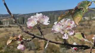 Yağış beklenirken Bozkırda ağaçlar çiçek açtı