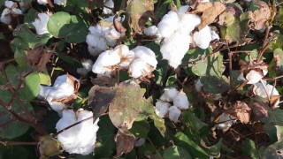 Yağışların pamuk alanlarındaki etkisi yerinde incelendi