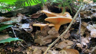 Yağışlarla birlikte artan doğada mantar dikkat