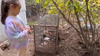 Yakalanan tilkiyi gören küçük kızın sözleri yürekleri ısıttı