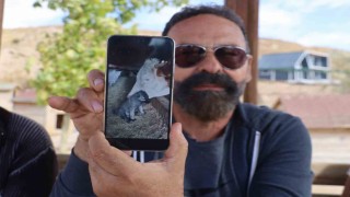 Yalnız kalan yavru kangala inek sahip çıktı