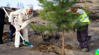 Yangın bölgesinde ilk fidanlar toprakla buluştu
