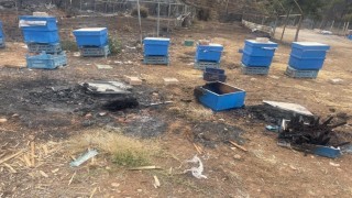 Yangın mağduru arıcılara Bursa Büyükşehirden kovan desteği